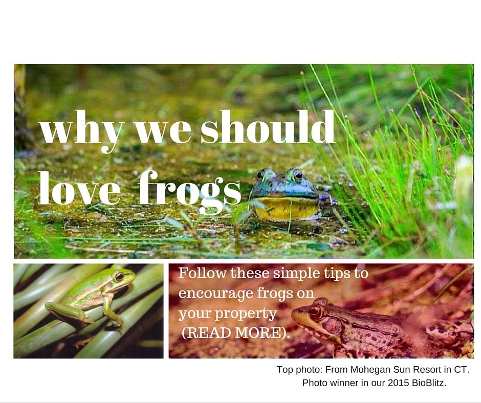 Why We Should Love Frogs! (and how to encourage them on your property) -  Audubon International